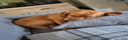 Bocker dogs for sale: Ginger the bocker - Advert 6