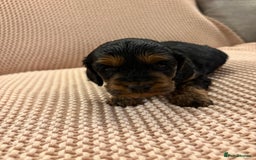 Cockapoo dogs for sale: Small F1 cockapoo’s for sale - Image 4