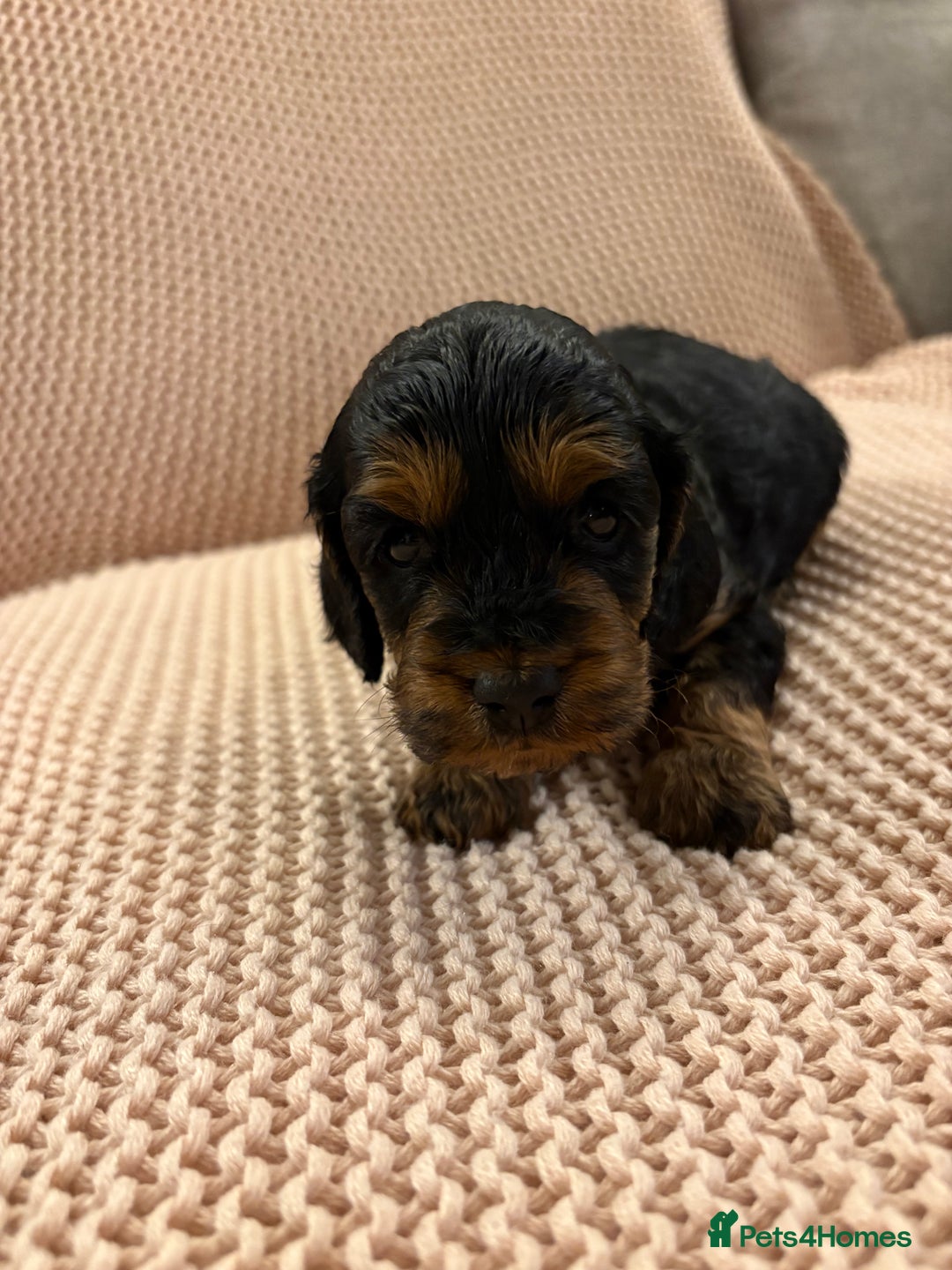 Cockapoo dogs for sale: Small F1 cockapoo’s for sale - Image 4