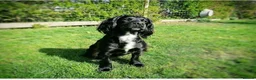 Cocker Spaniel dogs for sale: KC registered working cocker spaniels - Advert 8