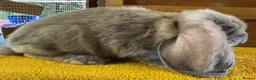 French Lop rabbits for sale: French Lop Babies - Advert 5