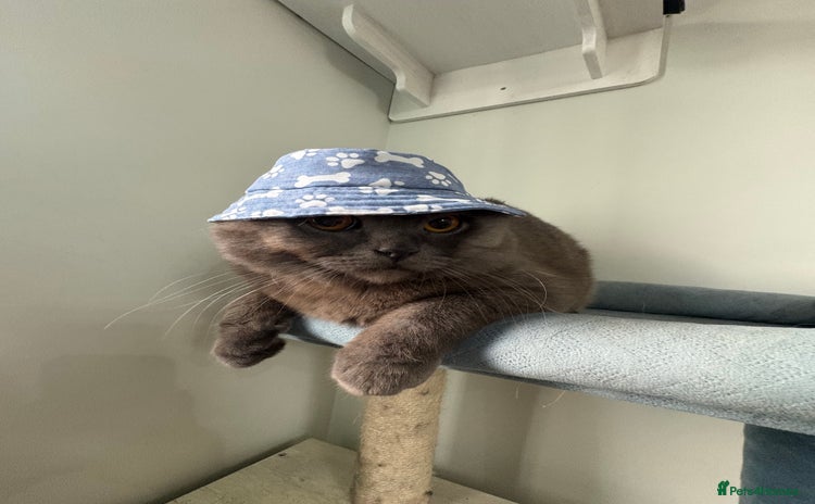 Scottish Fold cats - Advert 2