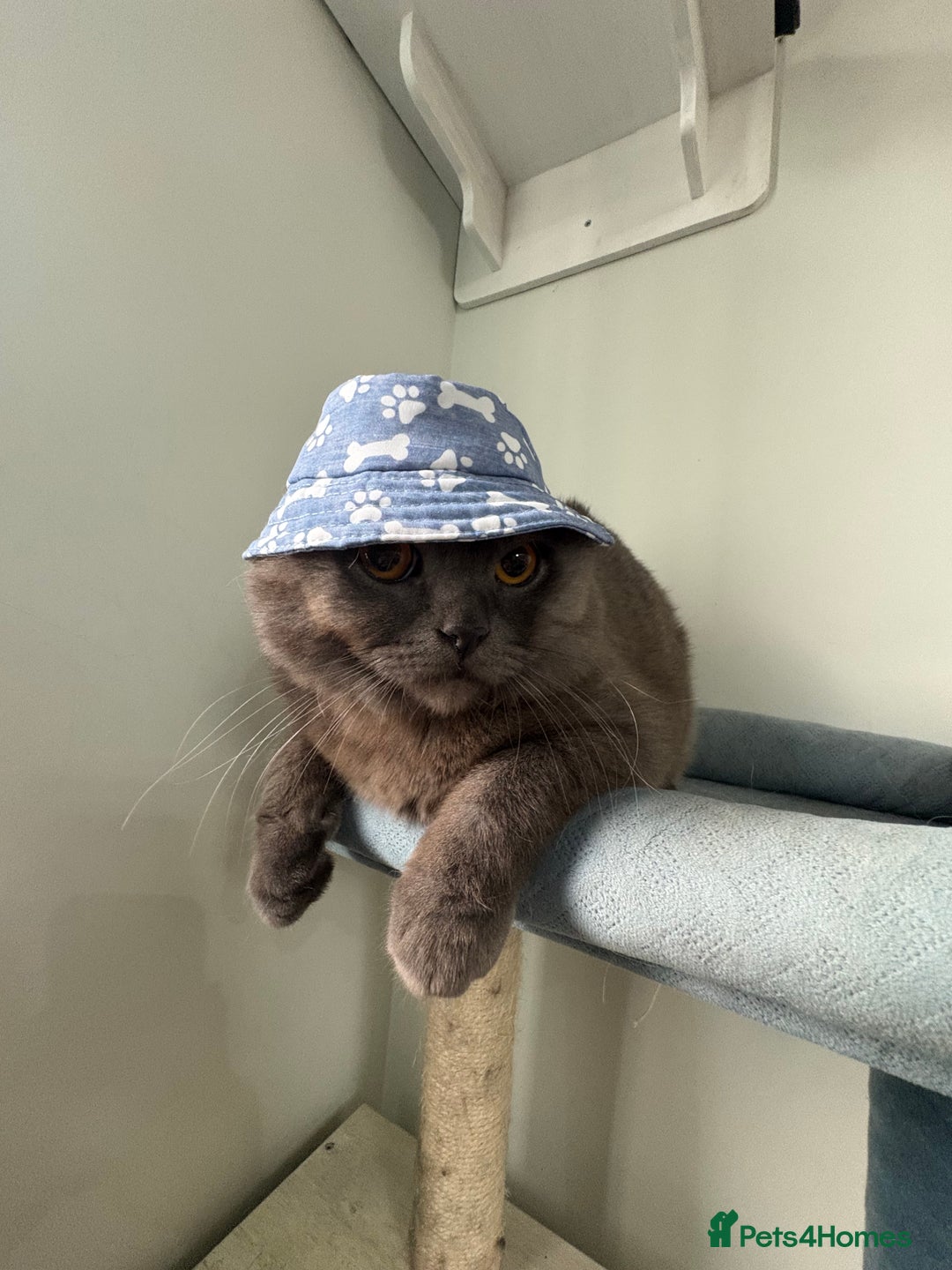 Scottish Fold cats for stud: Studd Scottish fold 200 - Image 1