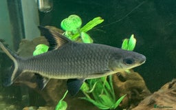 Sharks fish for sale: XL Silver Sharks for tropical aquarium - Image 3