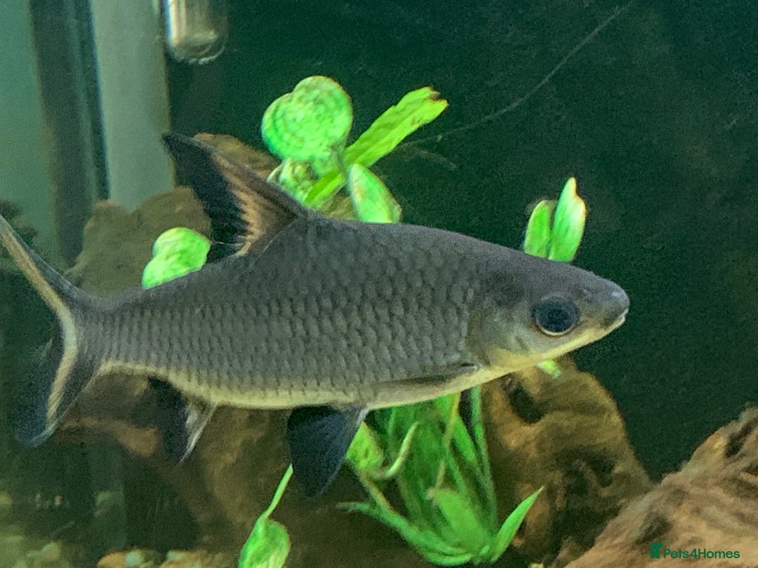 Sharks fish for sale: XL Silver Sharks for tropical aquarium - Image 3