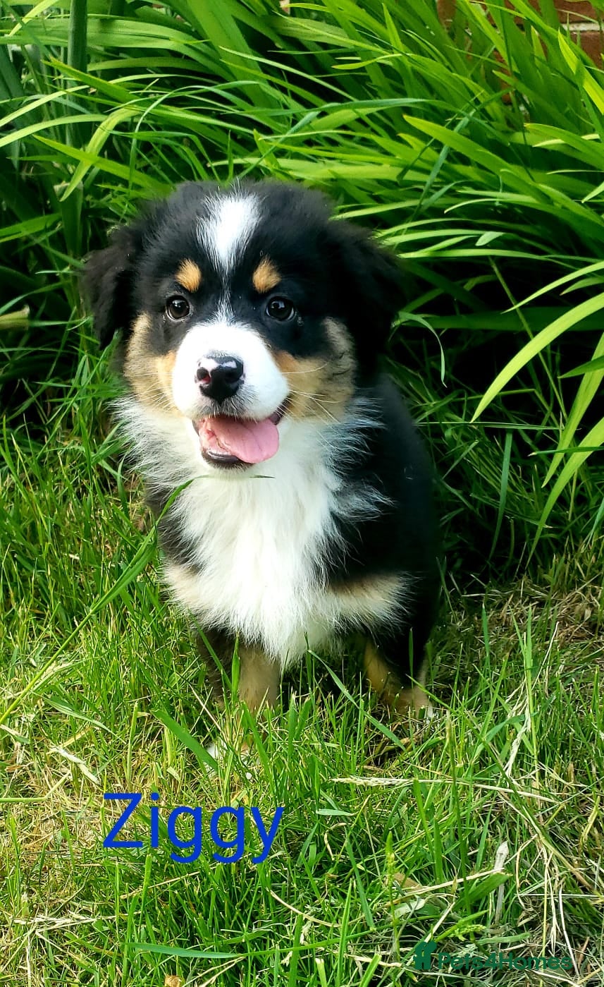 Australian Shepherd dogs Australian Shepherd Pups Available Now - Advert 2