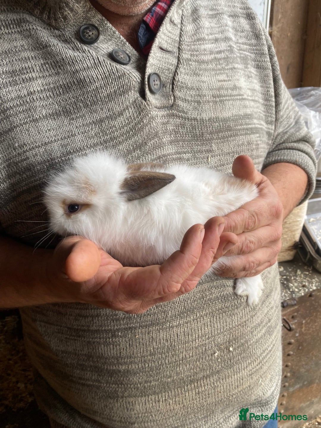 Mini Lop rabbits for sale: 3 beautiful girl baby bunnies  - Image 11