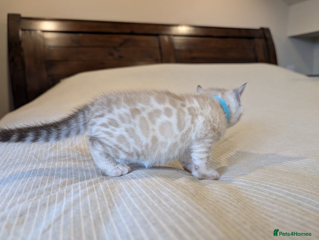Bengal cats for sale: 🖤🤎 Gorgeous Bengal Kittens 🤎🖤 - Image 5