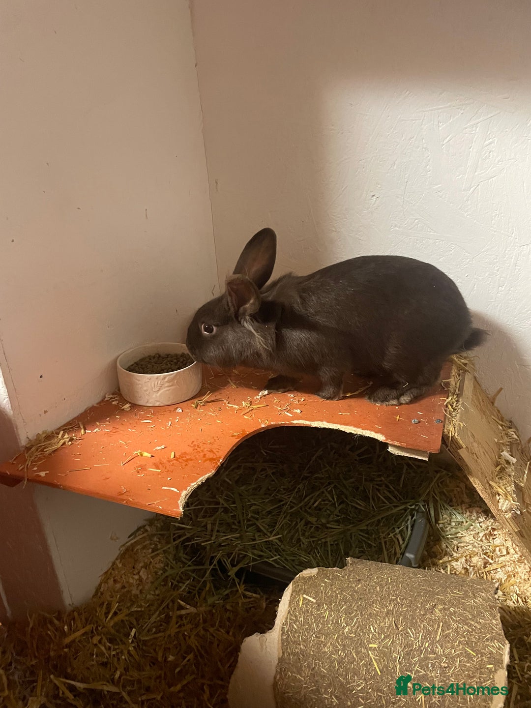 Rex rabbits for sale: Bonded females  - Advert 1