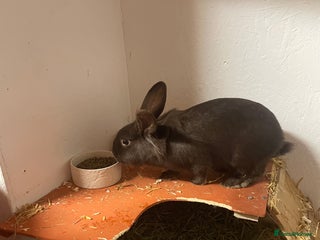 Rex rabbits Bonded females - Advert 3