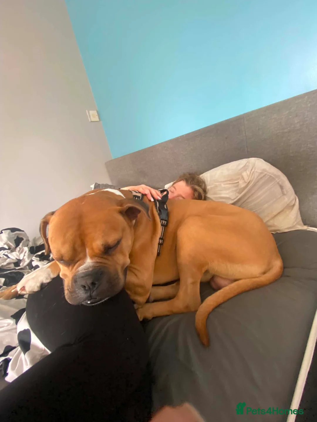 Mixed Breed dogs for sale: Boxer cross 5 years old  - Advert 2
