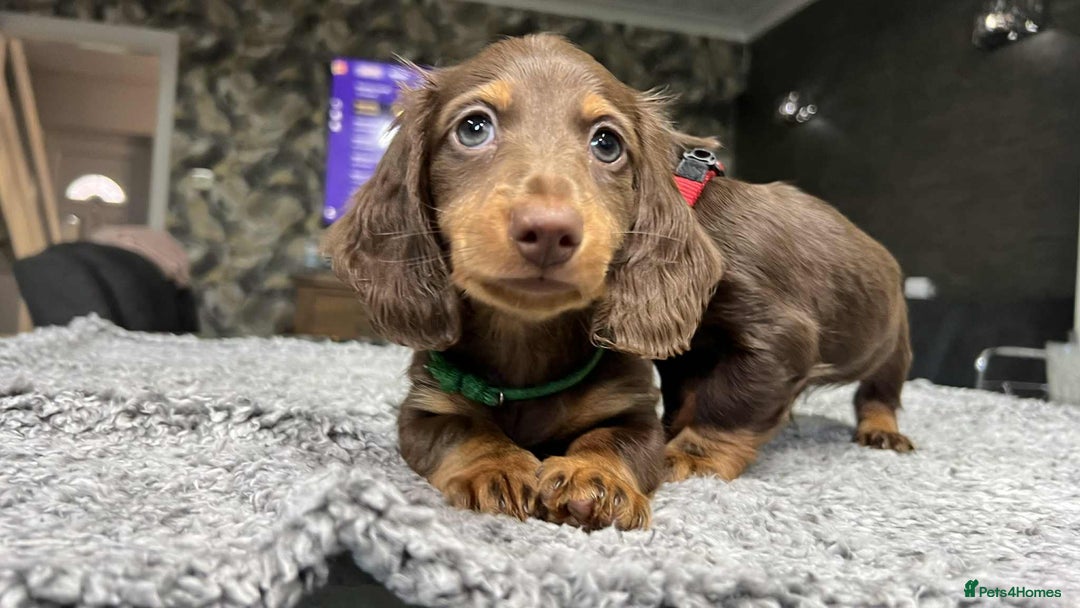 Miniature Dachshund dogs for sale: Longhaired miniature dachshund puppies KC reg. - Image 14