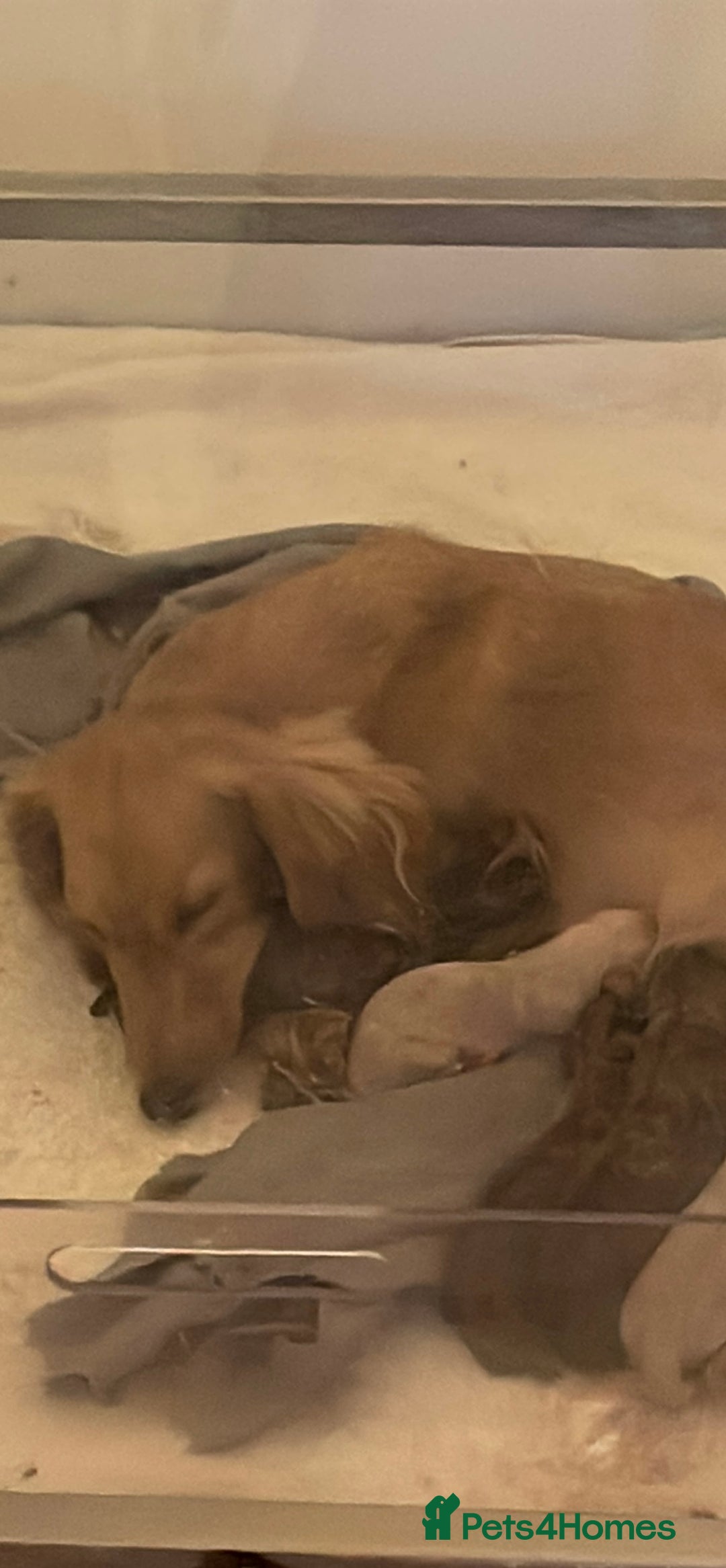 Miniature Dachshund dogs for sale: Quality KC Minature Longhaired Dachshund for sale  - Image 4