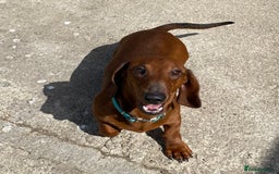 Dachshund dogs for sale: BEAUTIFUL KC REG STANDARD SMOOTH DACHSHUNDS  - Image 13