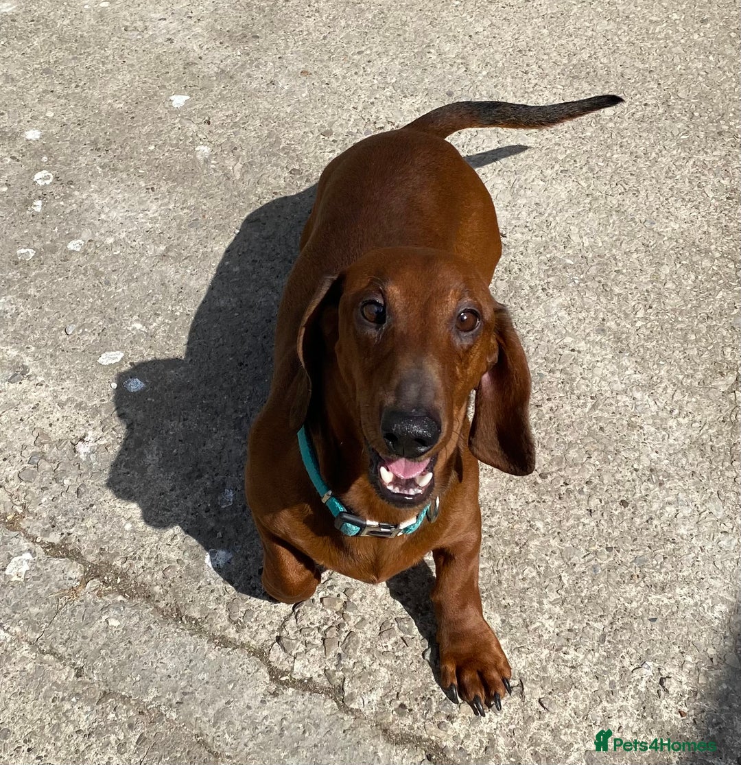Dachshund dogs for sale: BEAUTIFUL KC REG STANDARD SMOOTH DACHSHUNDS  - Image 13