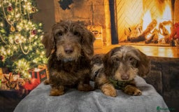 Miniature Dachshund dogs for stud: Miniature wire hair stud (crufts qualified) in Bridge of Weir - Image 6
