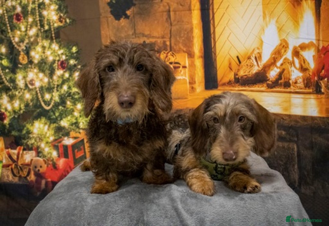 Miniature Dachshund dogs for stud: Miniature wire hair stud (crufts qualified) in Bridge of Weir - Image 6