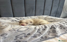 Pomeranian dogs for sale: Beautiful Rare Rainbow Teddy Bears 💎🌈 - Image 4