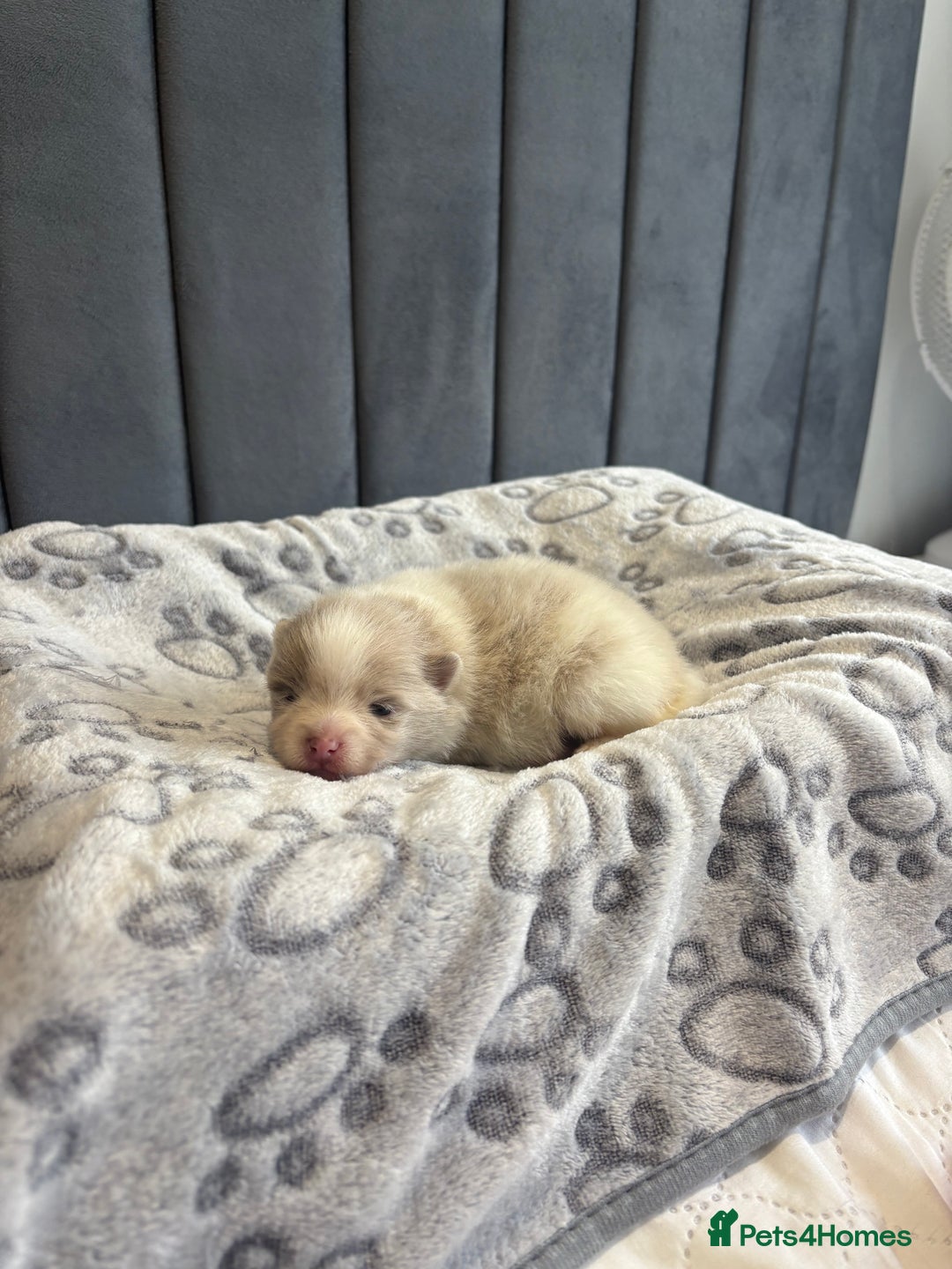 Pomeranian dogs for sale: Beautiful Rare Rainbow Teddy Bears 💎🌈 - Image 4