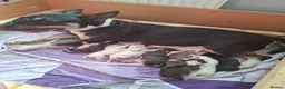 English Bull Terrier dogs for sale: 8 QUALITY BISONBULLIE BABIES  in Slough - Advert 22