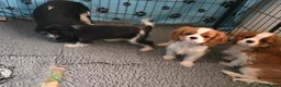 Cavalier King Charles Spaniel dogs for sale: Only 3 puppies left ,1 tri and 1x blenheim girls - Advert 5