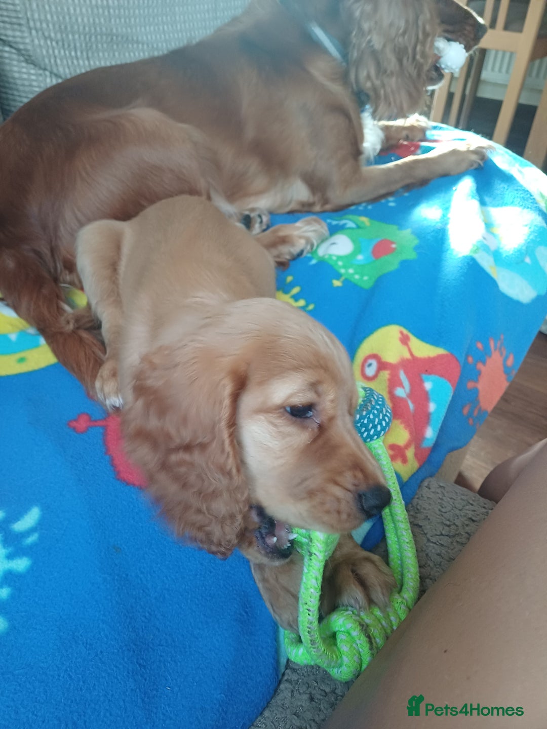 Cocker Spaniel dogs for sale: *Ready now*Stunning working cocker spaniel puppies - Image 21