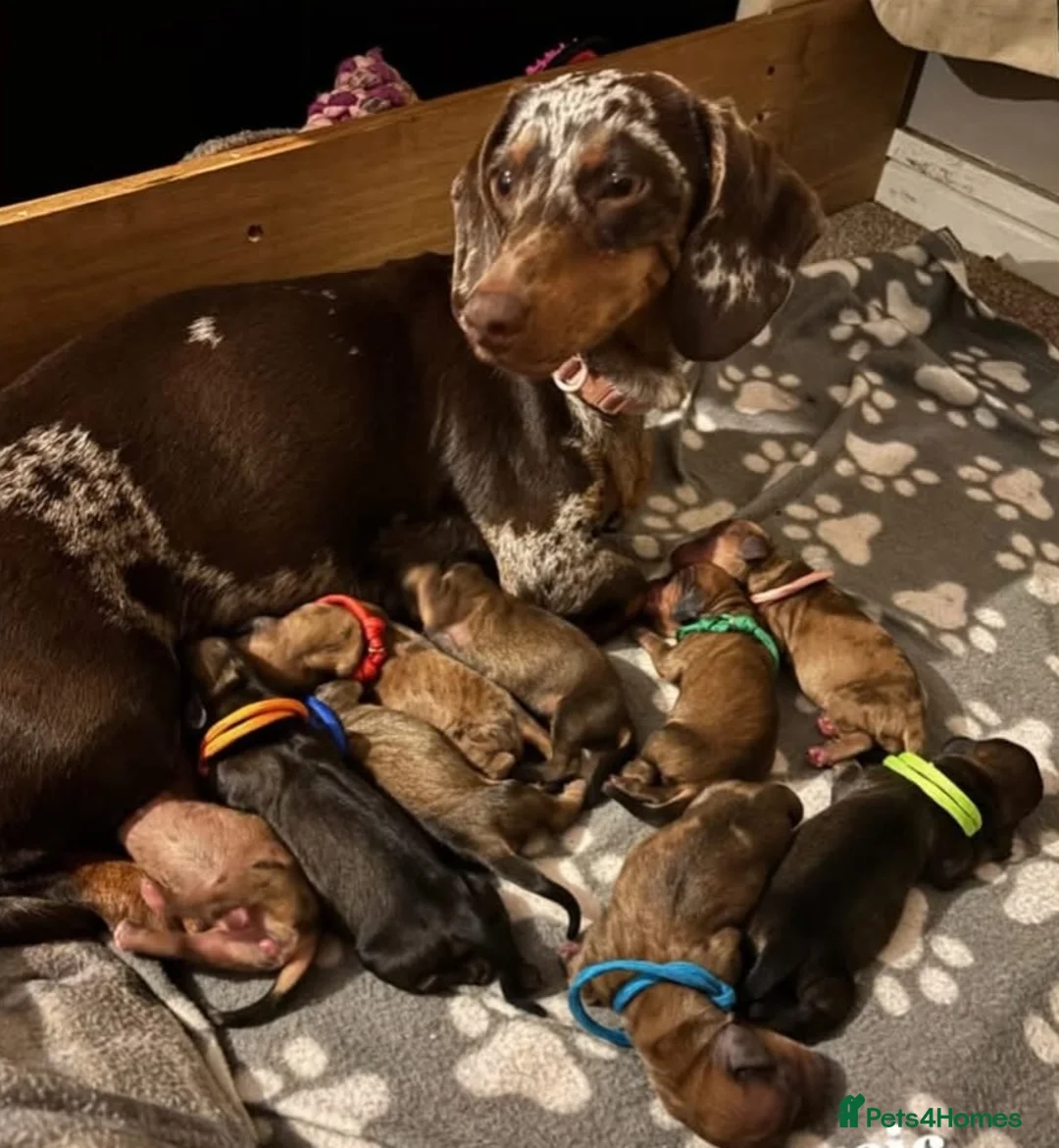 Dachshund dogs for sale: Daschund puppies 🐶  - Advert 2