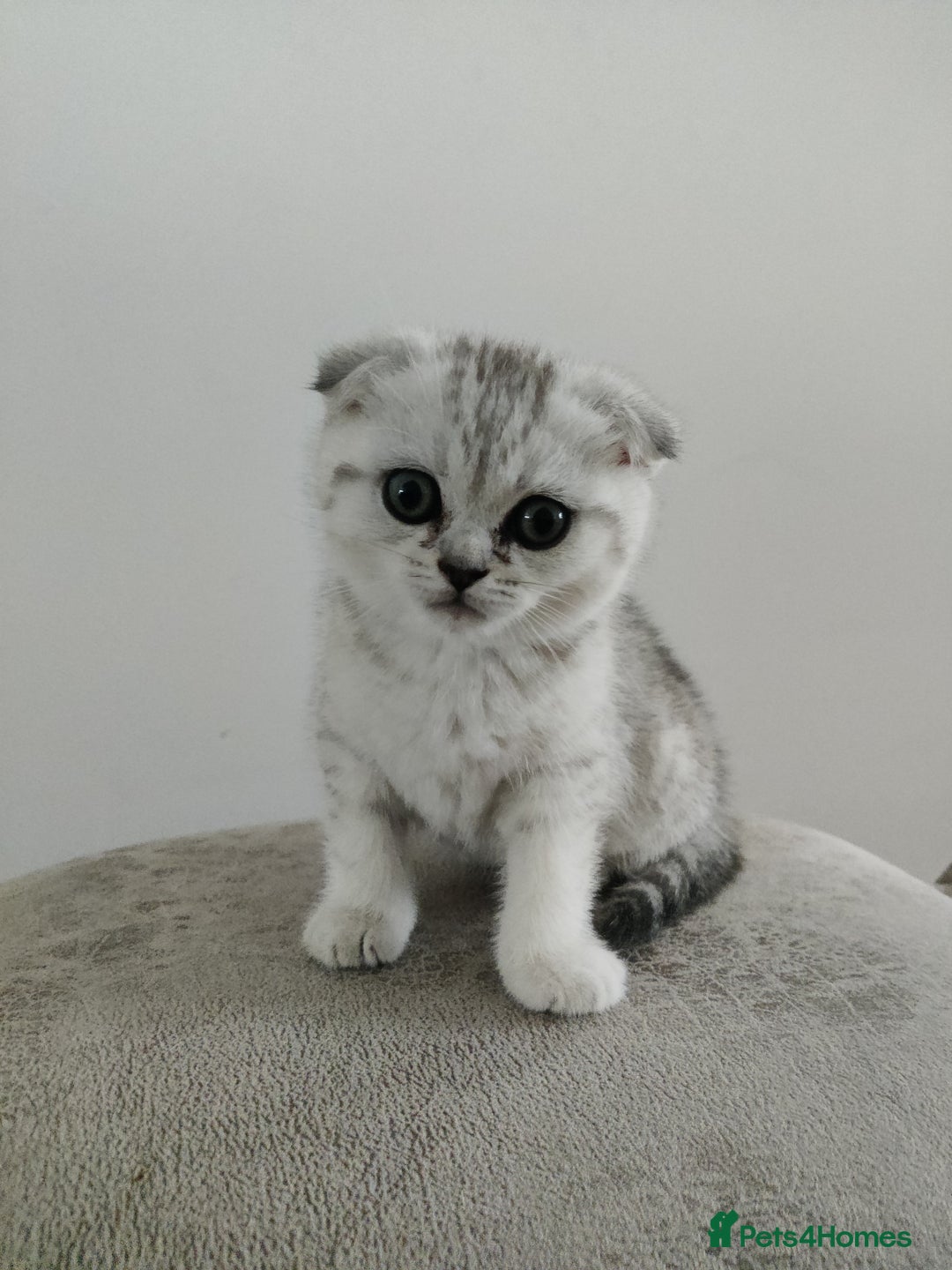 Scottish Fold cats for sale: Beautiful Scottish fold kittens  - Image 7