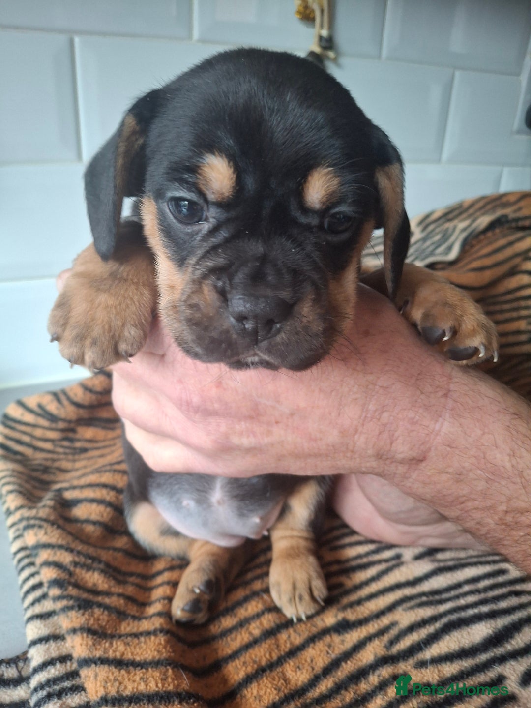 Mixed Breed dogs for sale: French bulldog X Beagle. - Advert 7