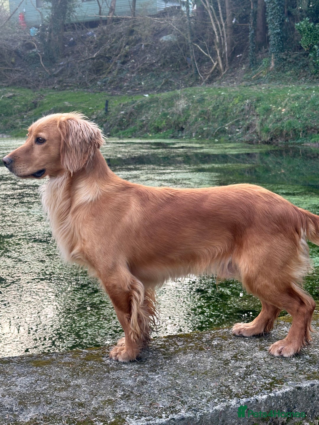 Cocker Spaniel dogs for stud: KC Registered & Health Tested, Fantastic Pedigree in Colwyn Bay - Advert 4