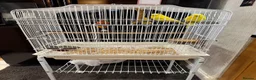 Budgerigars birds for sale: 2 beautiful young  budgies/cage/accessories - Advert 2