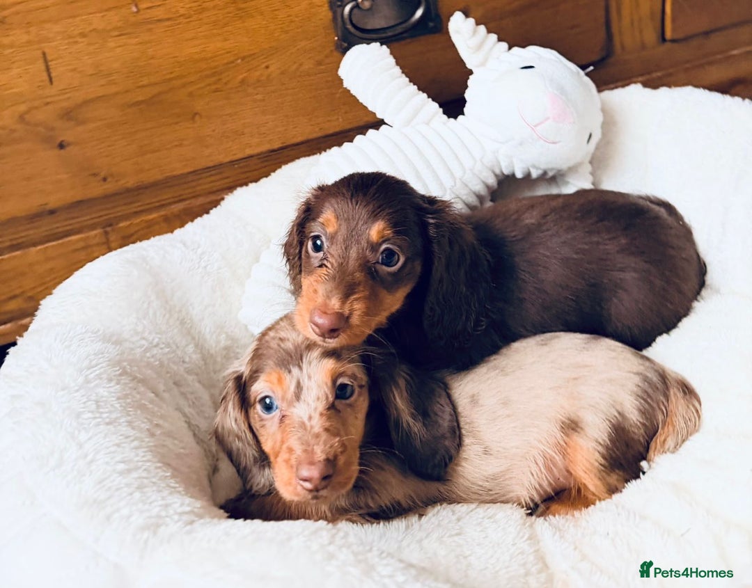 Miniature Dachshund dogs for sale: PRA 🏆Clear Champion 🏆Long Haired Puppies - Advert 5