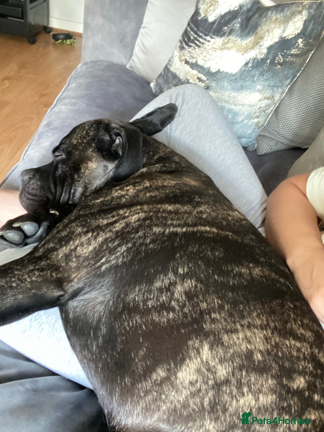 Cane Corso dogs for sale: Bruno  - Advert 10