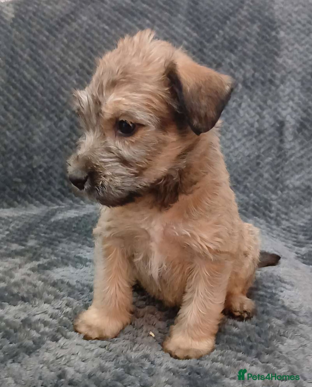 Soft Coated Wheaten Terrier dogs for sale: Beautiful Wheaten Terrier Puppies  - Image 5