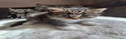British Longhair cats for sale: Beautiful British long haired kittens - Advert 16