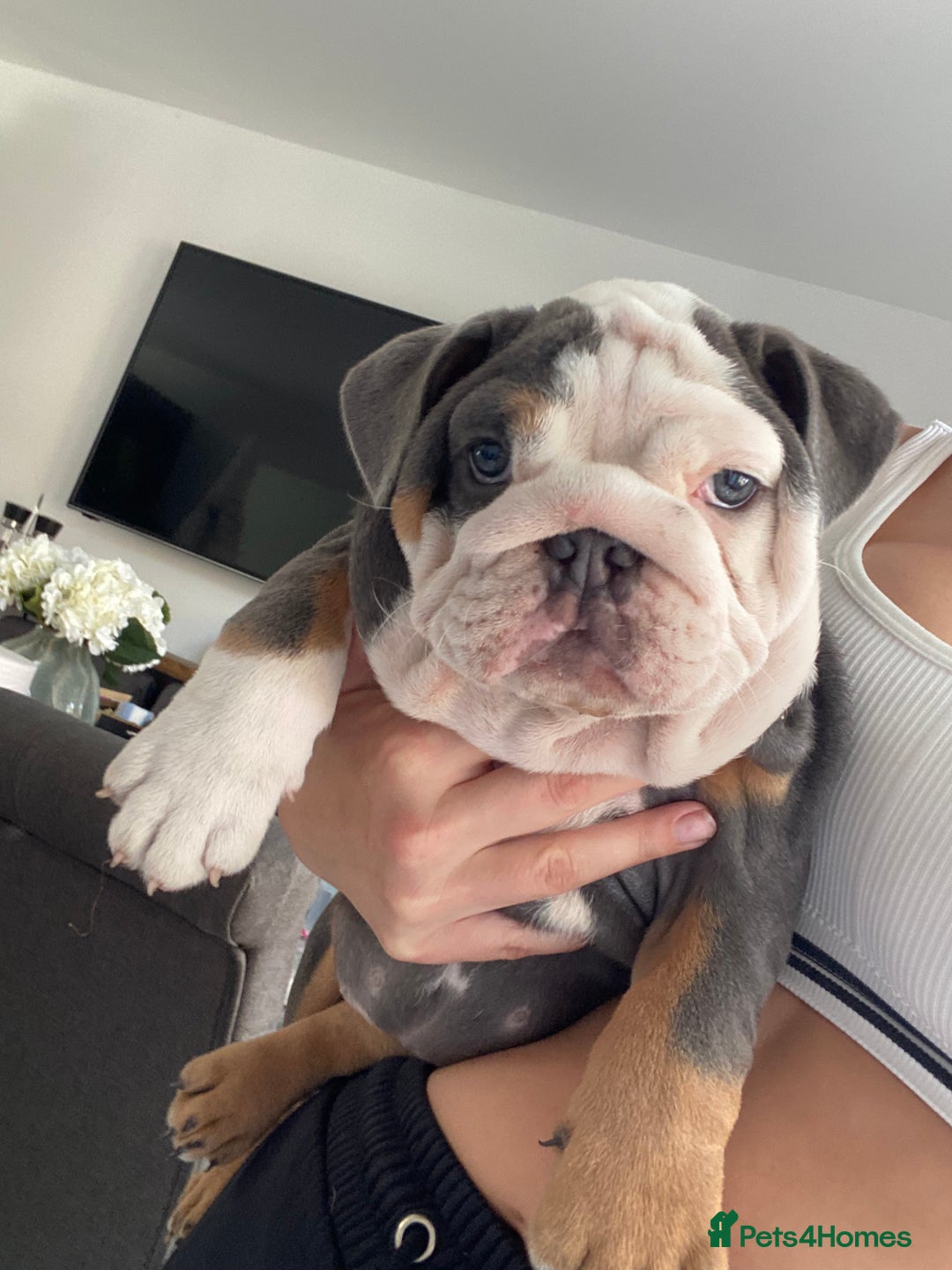 English Bulldog dogs for sale: *REDUCED**ONE FEMALE LEFT *English Bulldog Puppies - Image 1