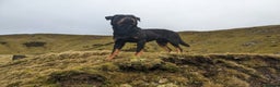 Rottweiler dogs for stud: KC Proven 5* stud in Coventry - Advert 4