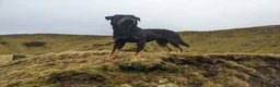 Rottweiler dogs for stud: KC Proven 5* stud in Coventry - Advert 4
