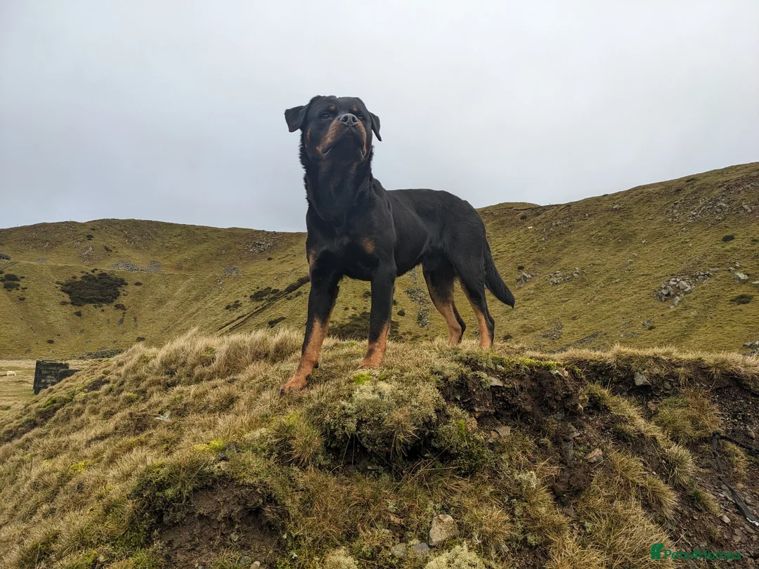 Rottweiler dogs for stud: KC Proven 5* stud in Coventry - Advert 4