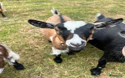 Goats livestock for sale: Pair of Pygmy Nanny’s  - Image 6