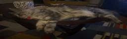 Maine Coon cats for stud: Russian XL main coon in Normanton - Advert 3