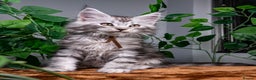 Maine Coon cats for sale: 8 STUNNING PEDIGREE TICA REG MAINE COON KITTENS - Advert 30