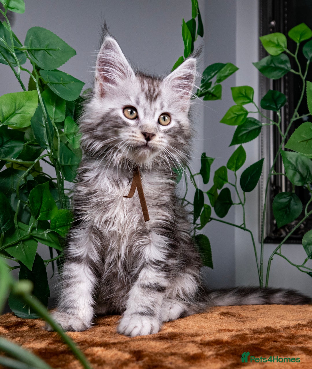 Maine Coon cats for sale: 8 STUNNING PEDIGREE TICA REG MAINE COON KITTENS - Advert 30