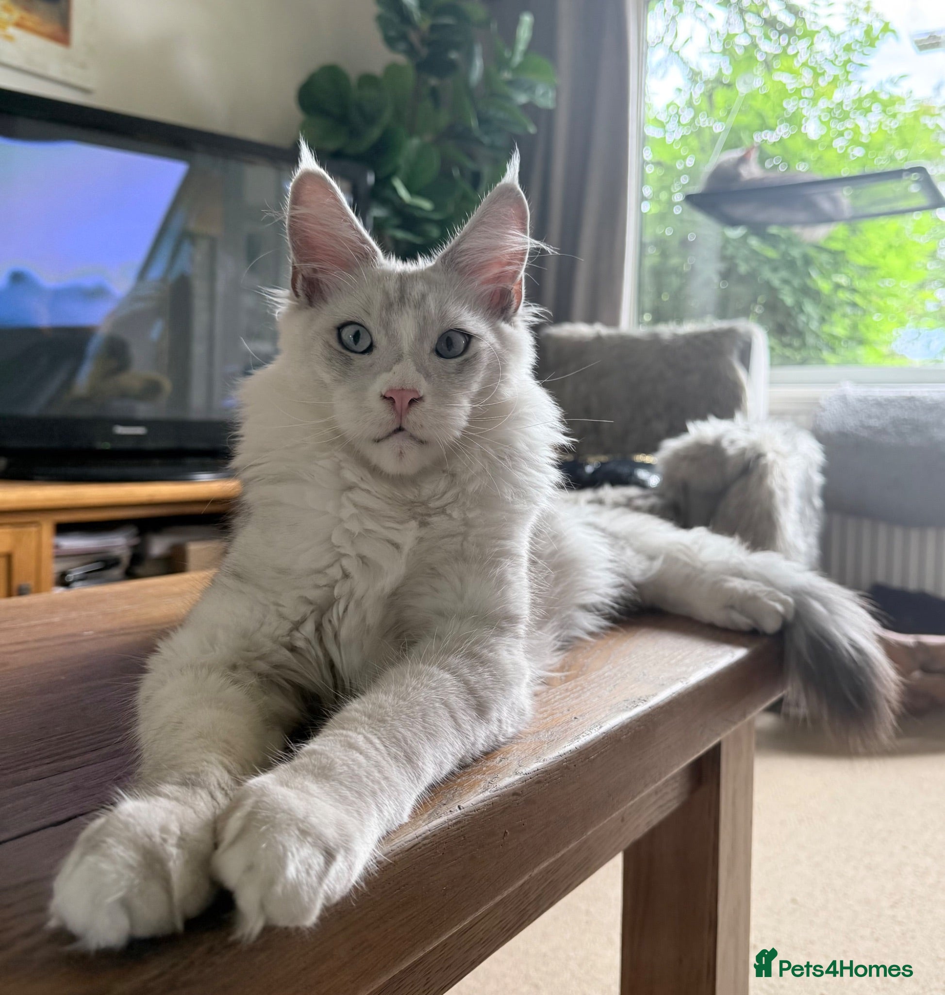 Maine Coon cats Shaded boy 💎💙 - Advert 2