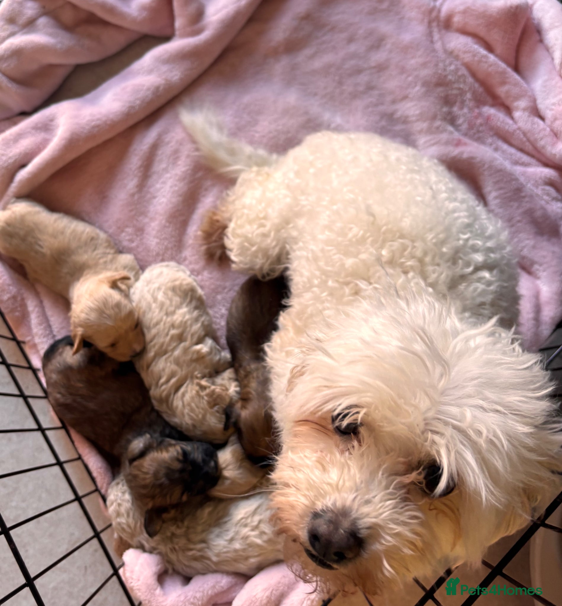 Maltipoo dogs Stunning F1 Fully Health Tested Maltipoo Babies - Advert 2