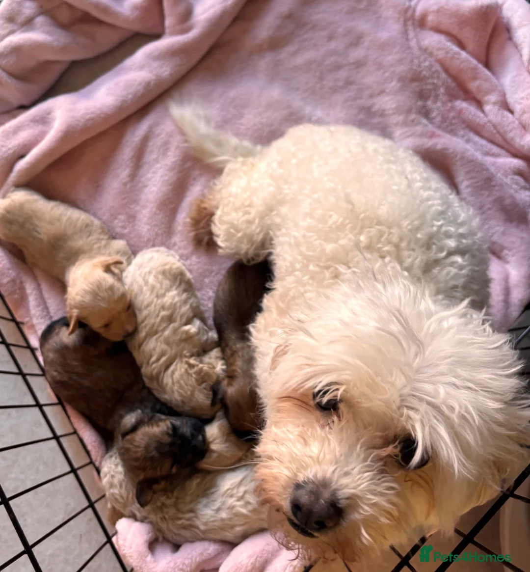 Maltipoo dogs for sale: Stunning F1 Fully Health Tested Maltipoo Babies - Advert 17