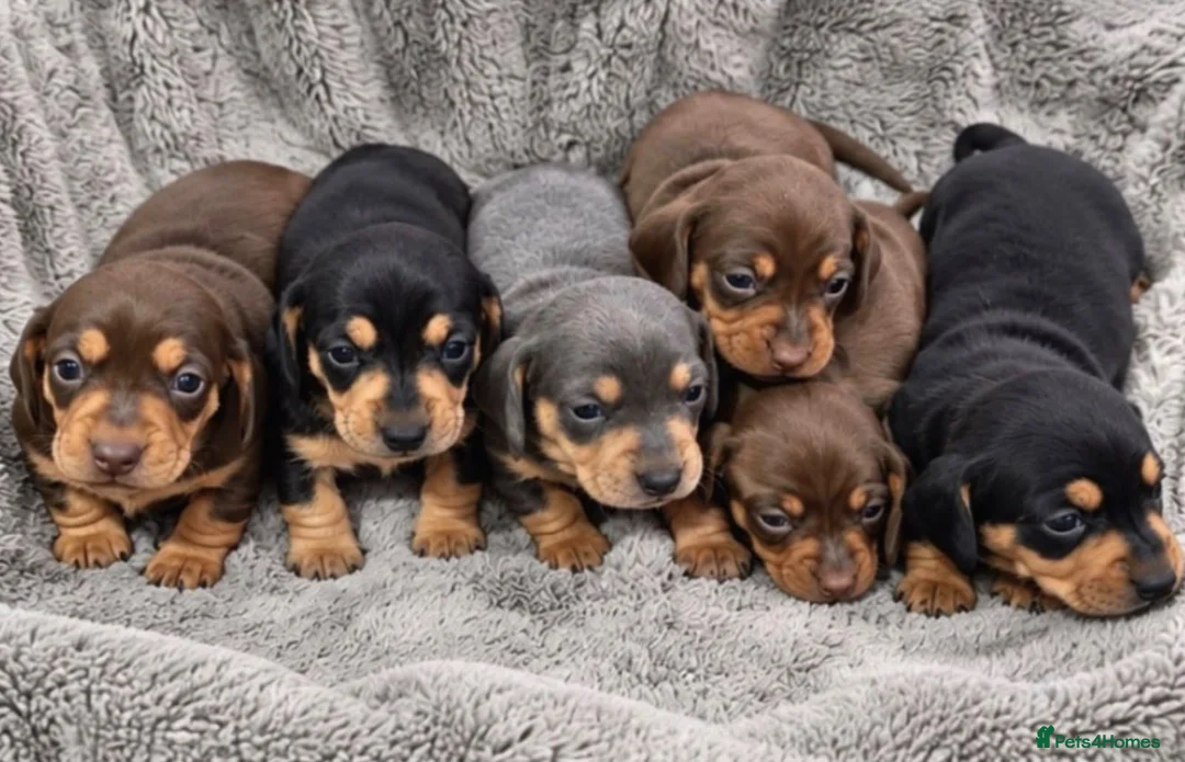 Miniature Dachshund dogs for sale:  Miniature Dachshund Puppies - Advert 1