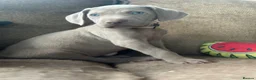 Weimaraner dogs for sale: 🐾Ready Now KC REG SILVER WEIMARANER PUPPIES 🐾 - Advert 30