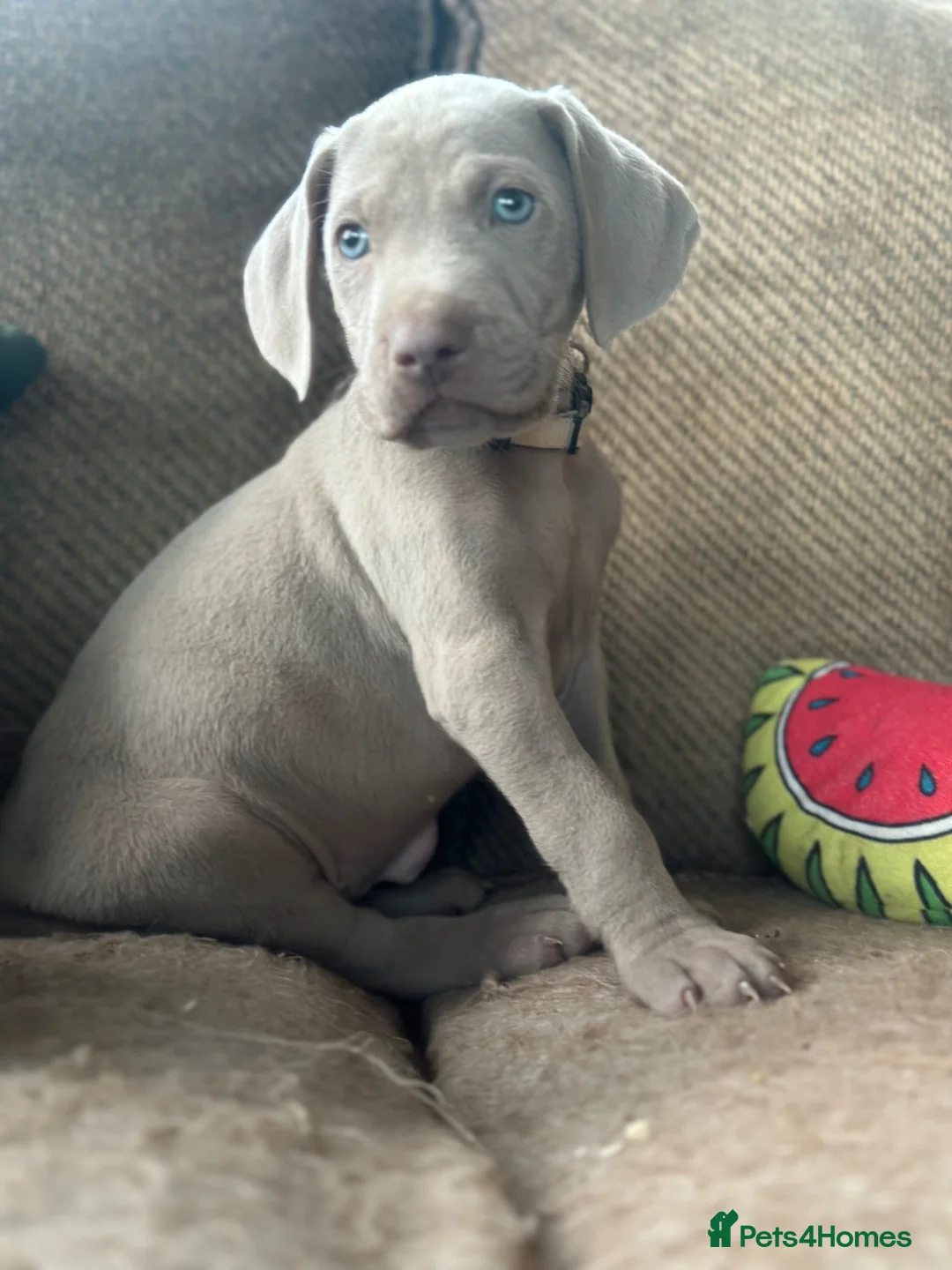 Weimaraner dogs for sale: 🐾Ready Now KC REG SILVER WEIMARANER PUPPIES 🐾 - Advert 30