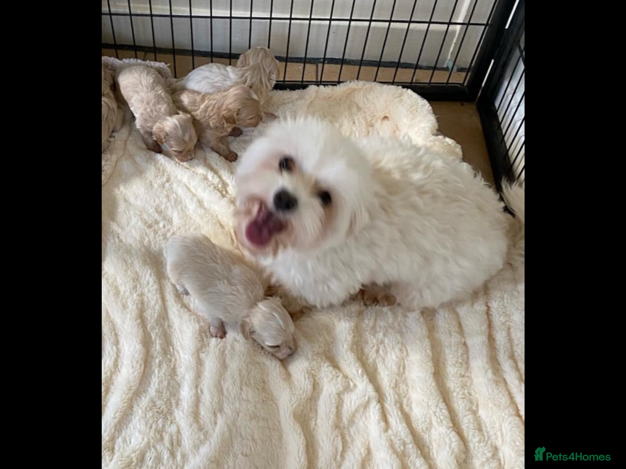 Maltipoo dogs BEAUTIFUL MALTIPOO F1 PUPPIES  - Advert 4